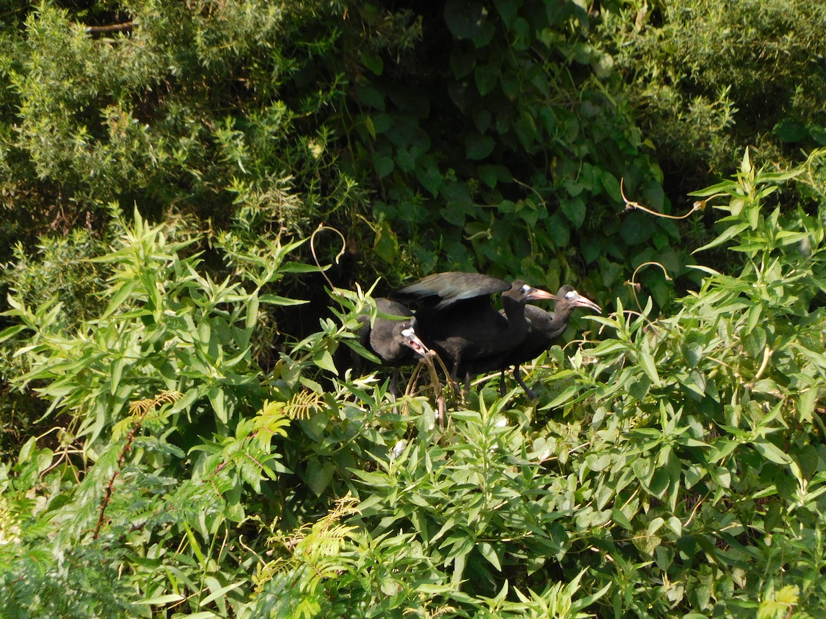 Bare-faced Ibis - ML627655284