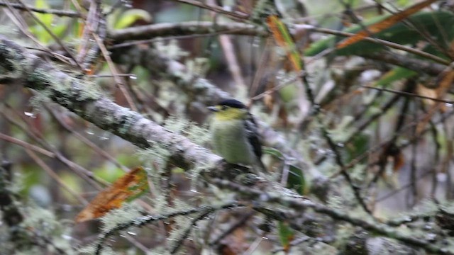 Barred Becard - ML627655320