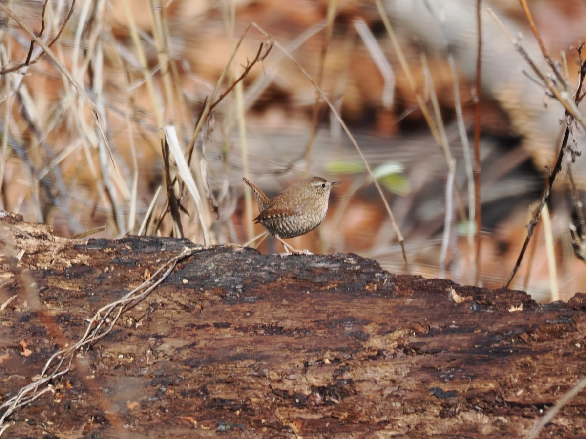 Troglodyte des forêts - ML627655333
