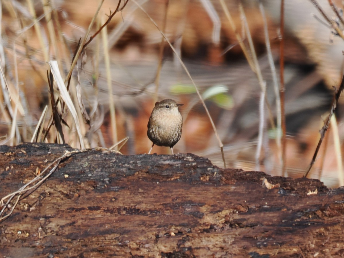 Troglodyte des forêts - ML627655334