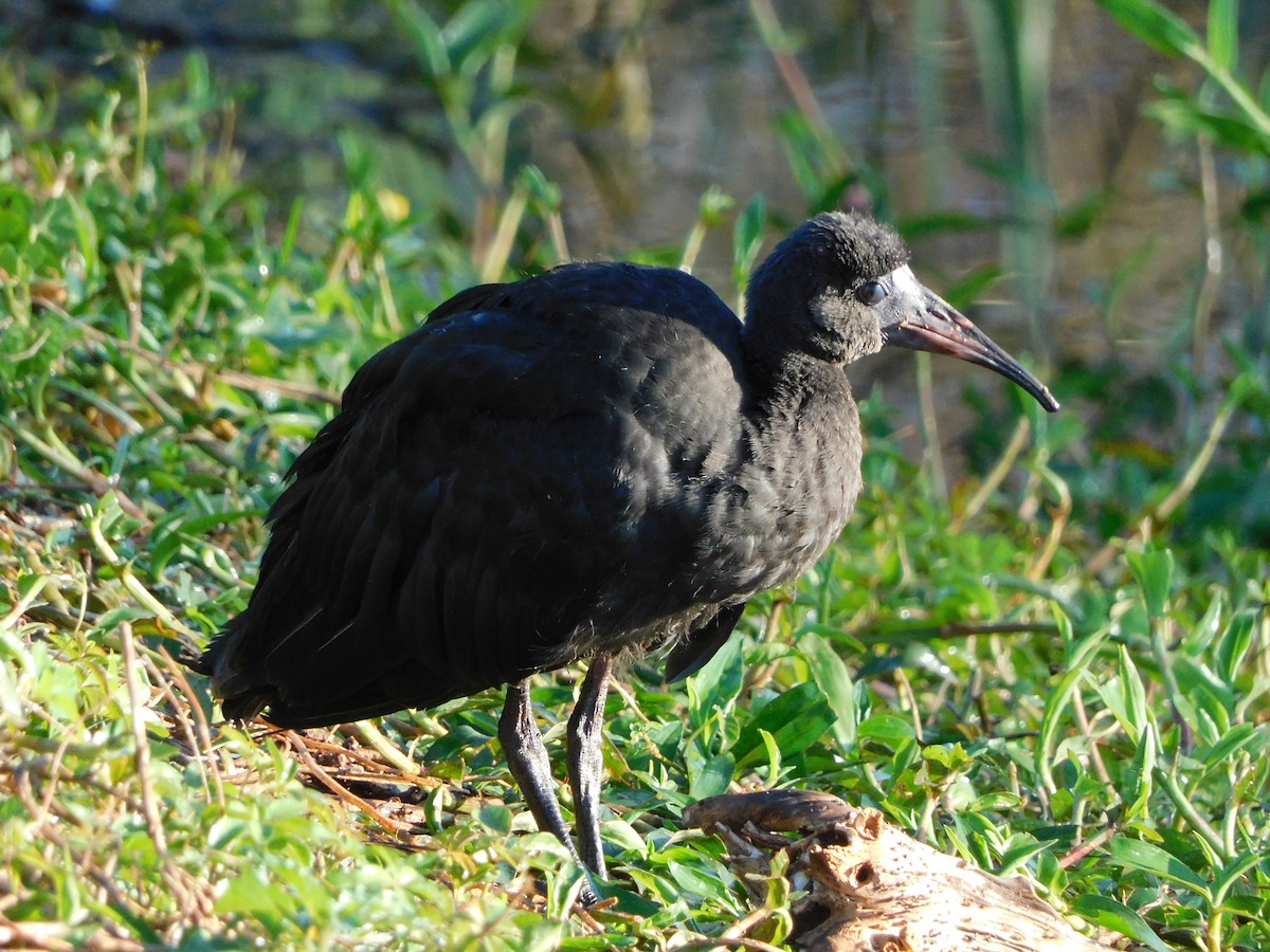 Bare-faced Ibis - ML627655349