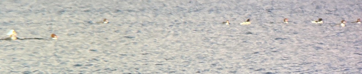 Gänsesäger - ML627655393