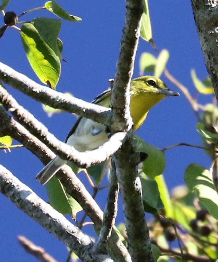 Yellow-throated Vireo - ML627655432