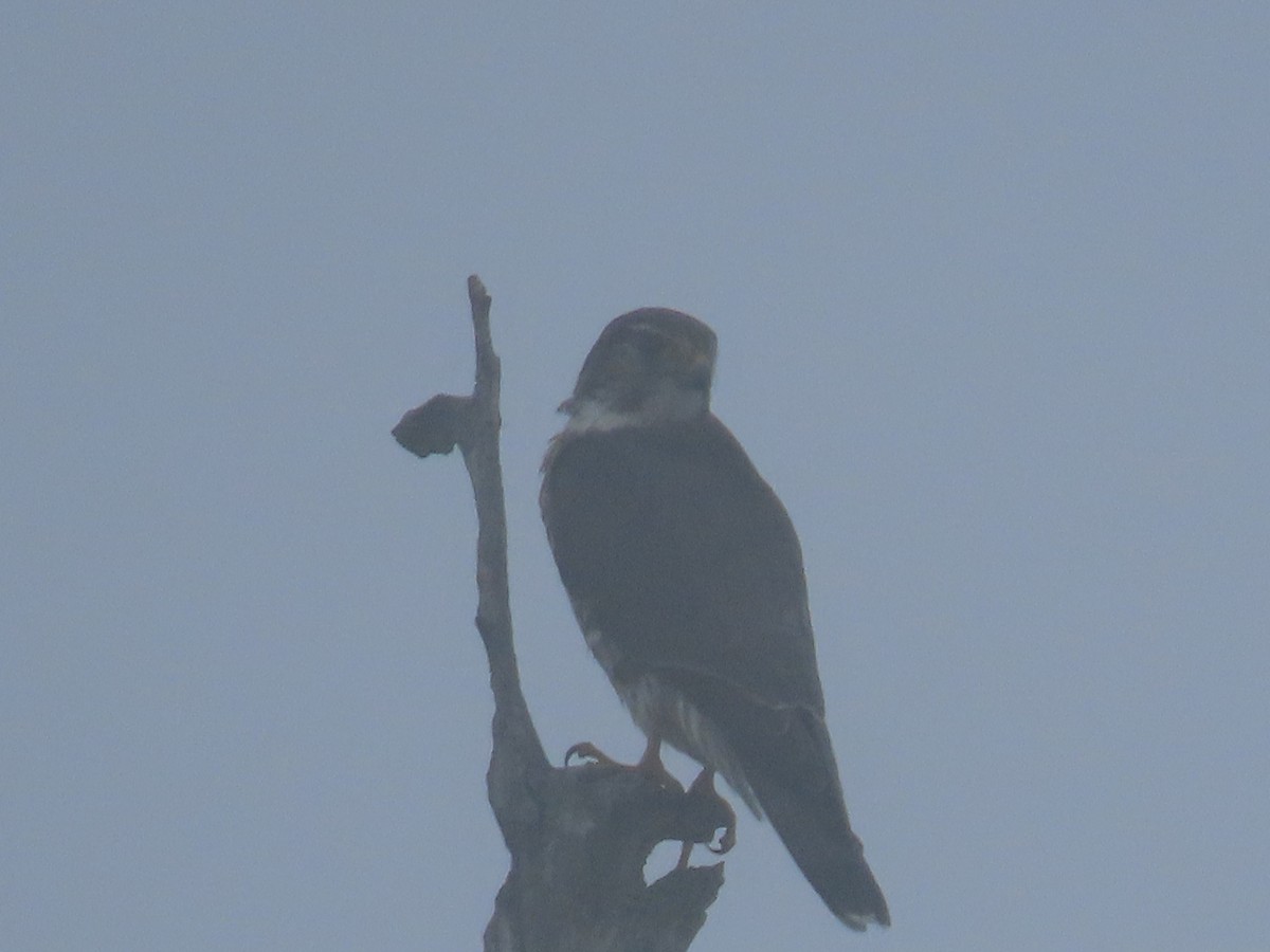 Merlin - ML627655640