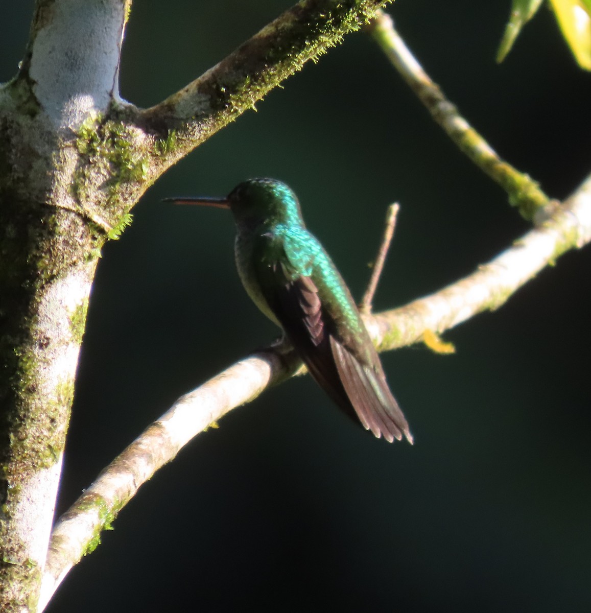 Charming Hummingbird - ML627655683