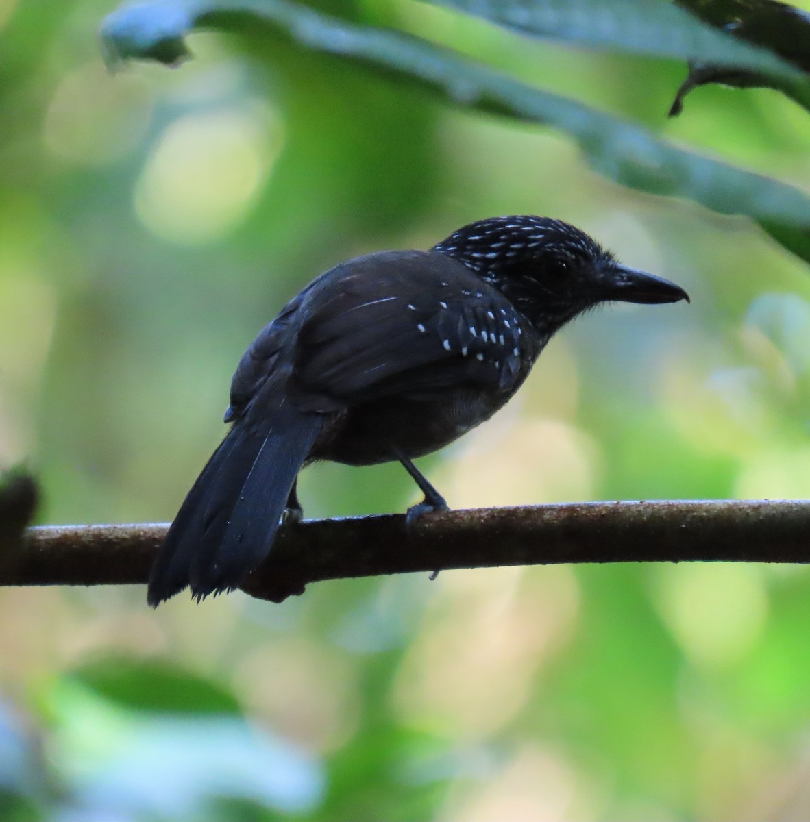 Black-hooded Antshrike - ML627655685