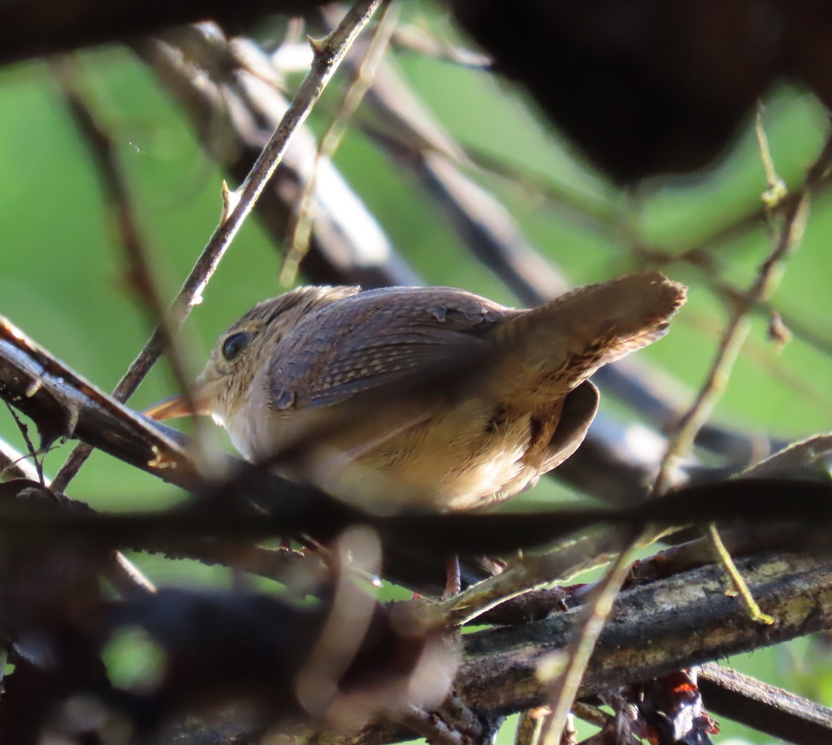 Southern House Wren - ML627655857