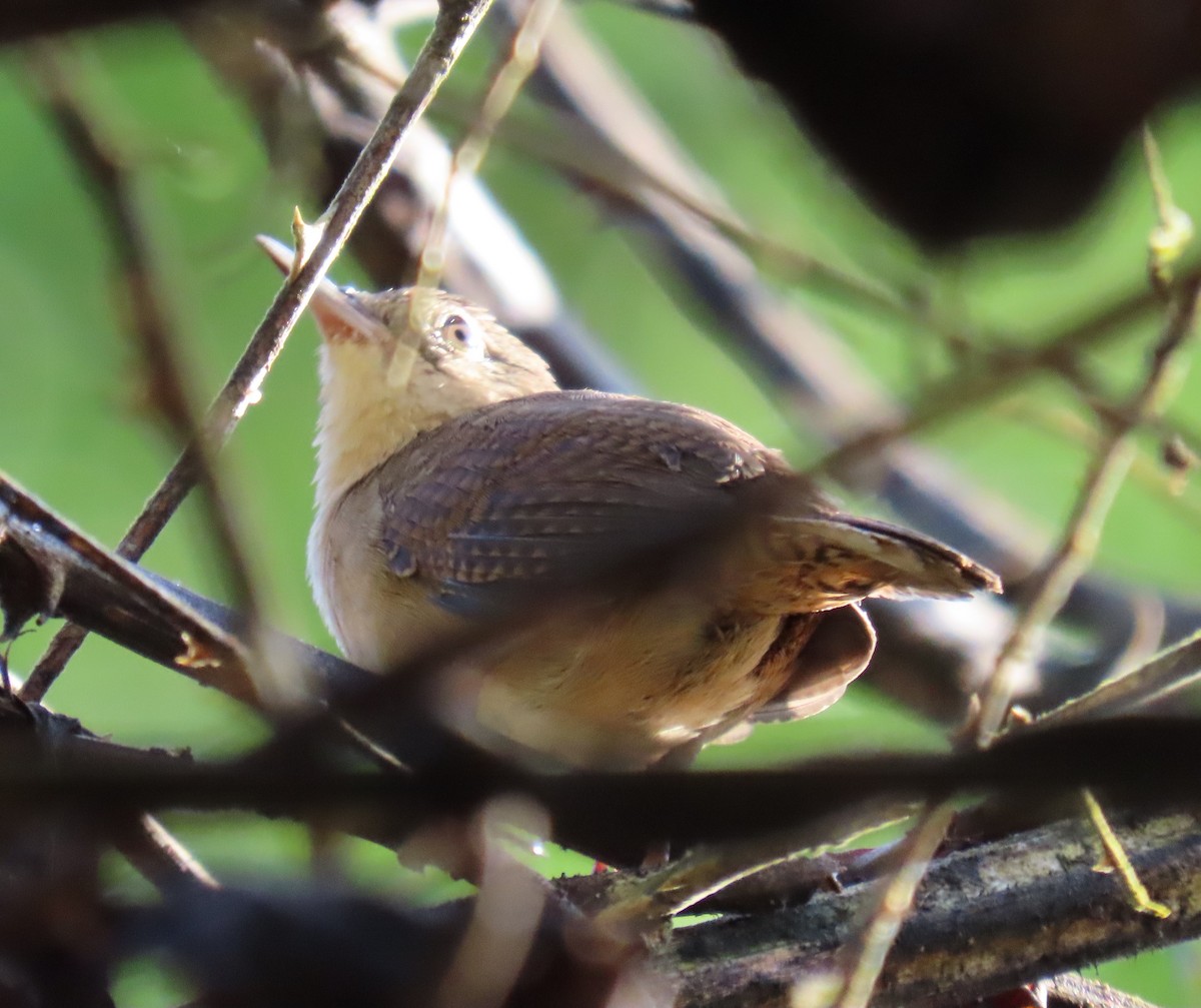 Southern House Wren - ML627655863