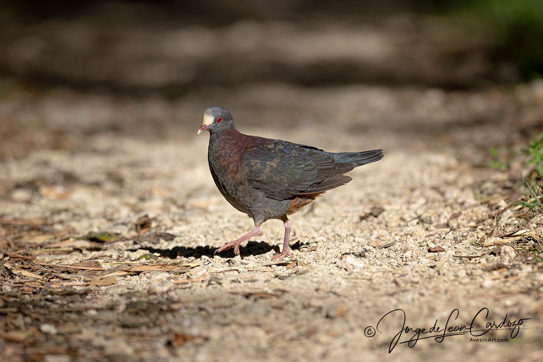 White-fronted Quail-Dove - ML627655938