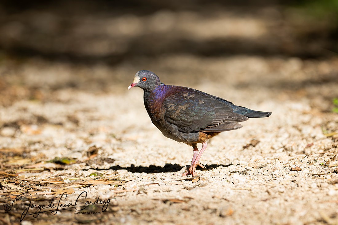 White-fronted Quail-Dove - ML627655939