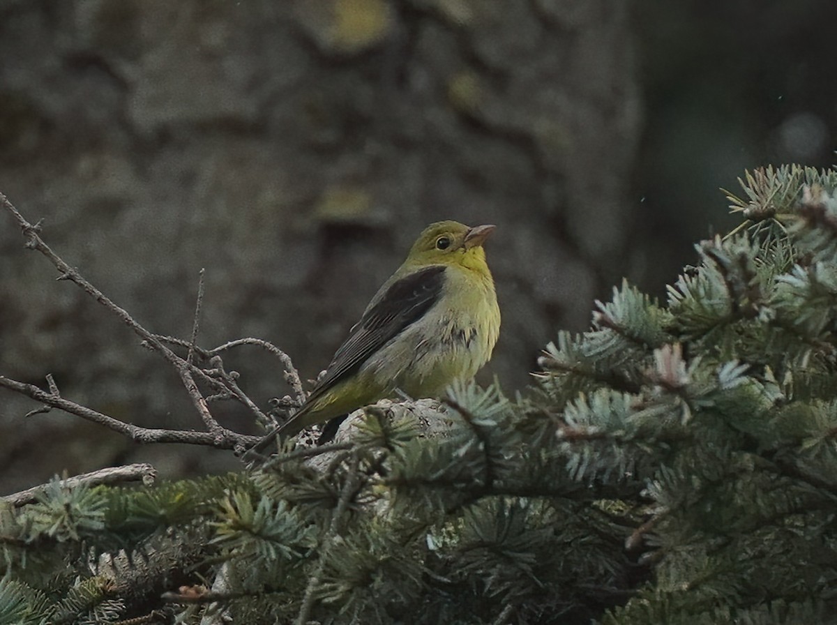 Scarlet Tanager - ML627656002