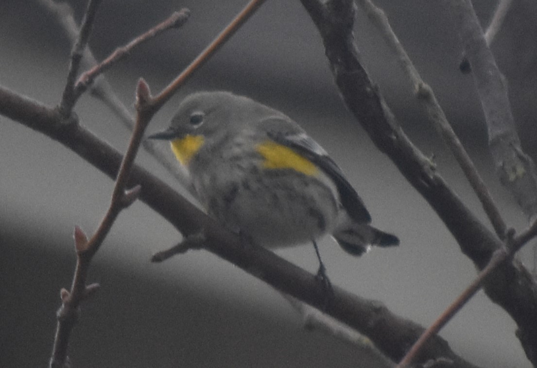 Yellow-rumped Warbler (Audubon's) - ML627656033