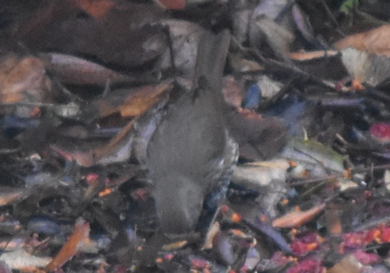 Fox Sparrow (Sooty) - ML627656148