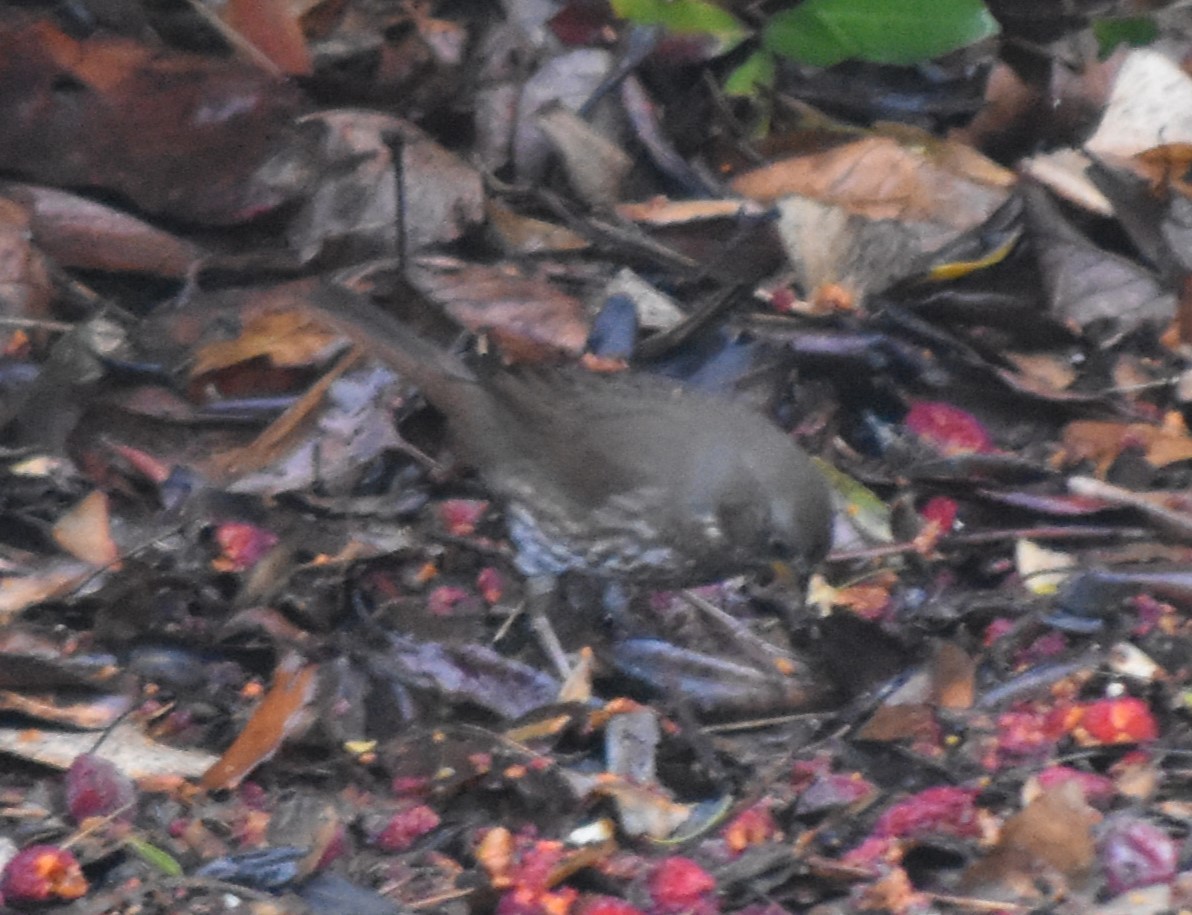 Fox Sparrow (Sooty) - ML627656178