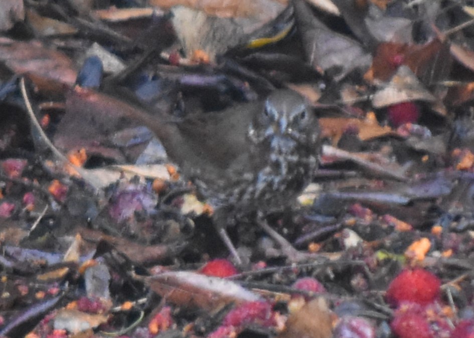Fox Sparrow (Sooty) - ML627656225