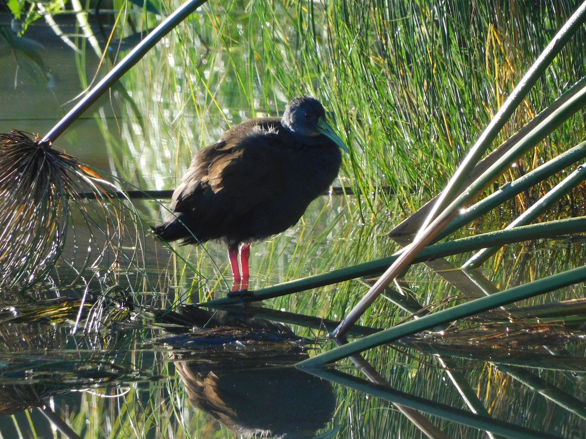 Blackish Rail - ML627656308