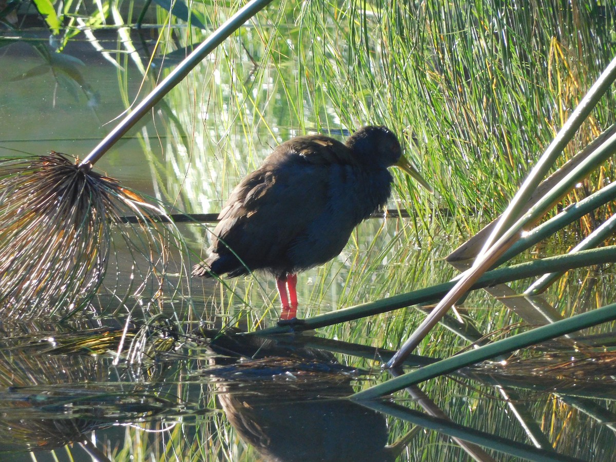 Blackish Rail - ML627656309