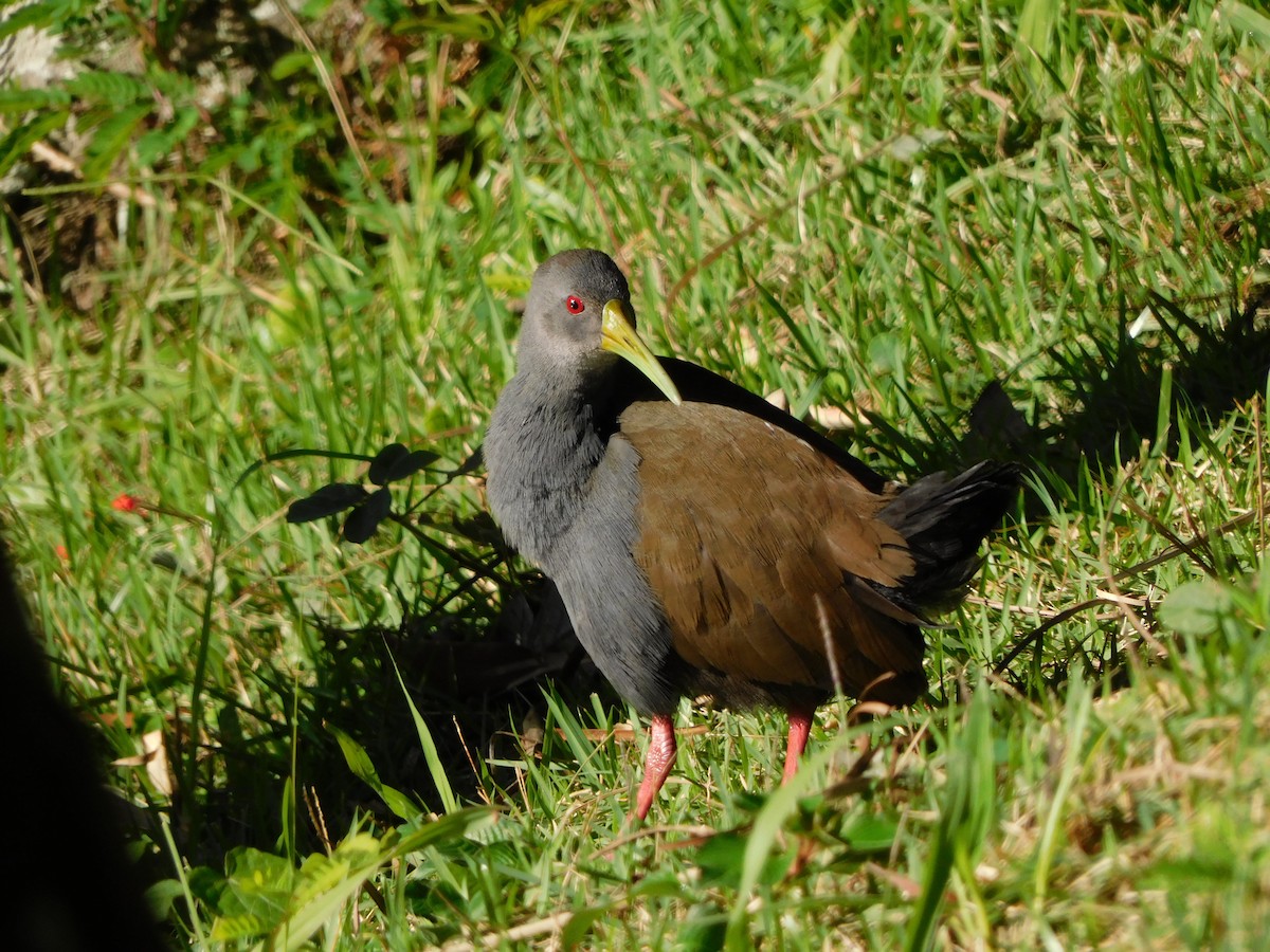 Blackish Rail - ML627656311