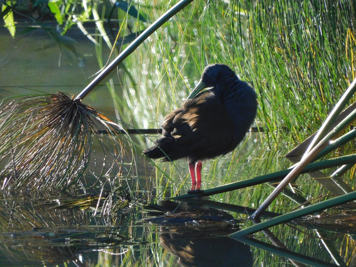 Blackish Rail - ML627656314