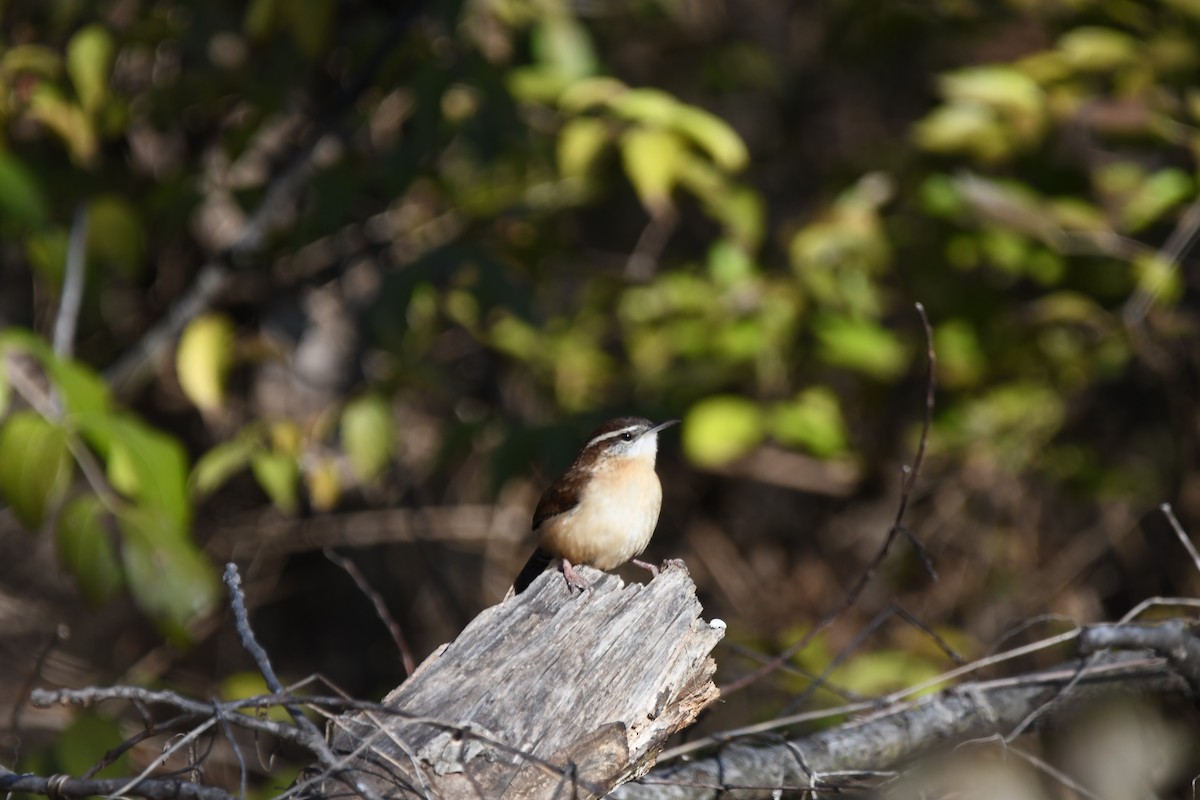 Carolina Wren - ML627656412