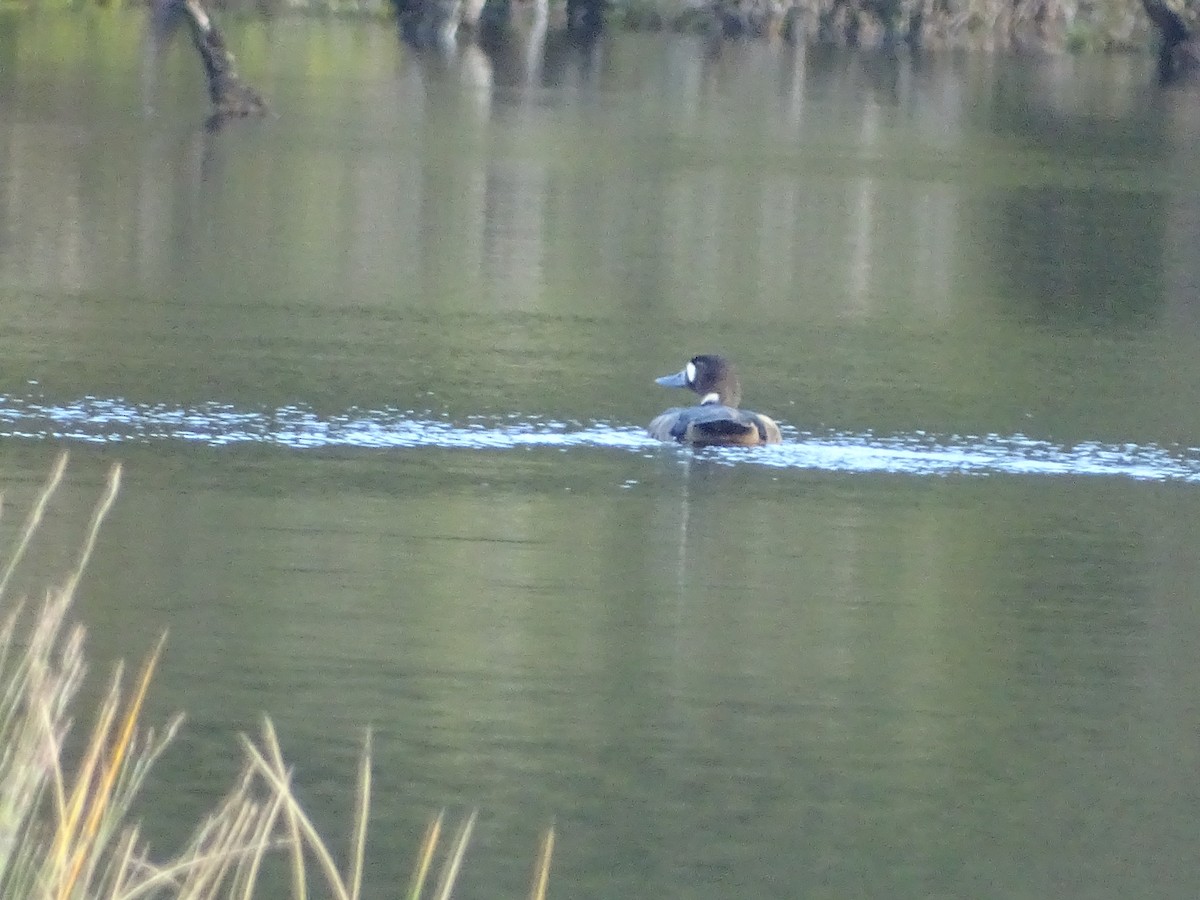 Spectacled Duck - ML627656536