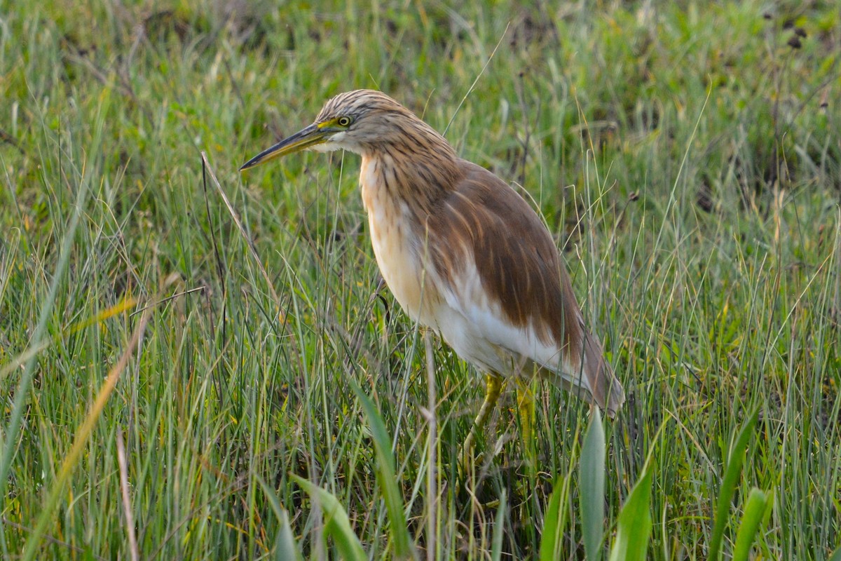 volavka vlasatá - ML627656771