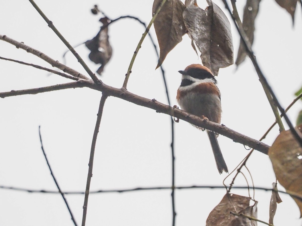 Black-throated Tit - ML627656864