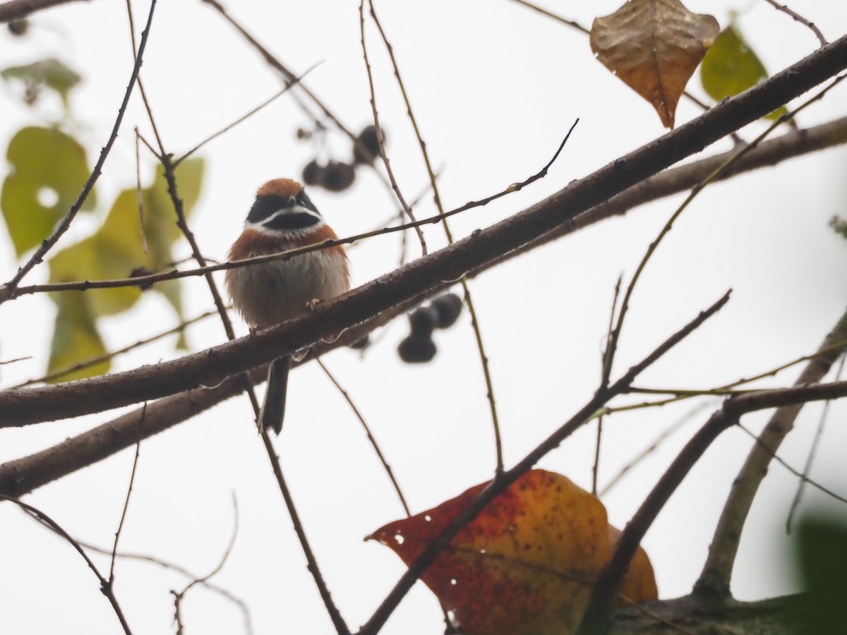 Black-throated Tit - ML627656865