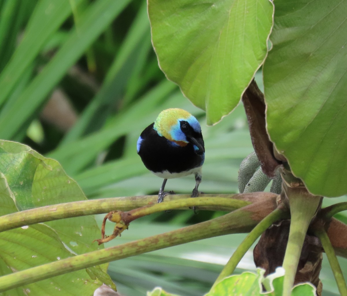 Golden-hooded Tanager - ML627656881