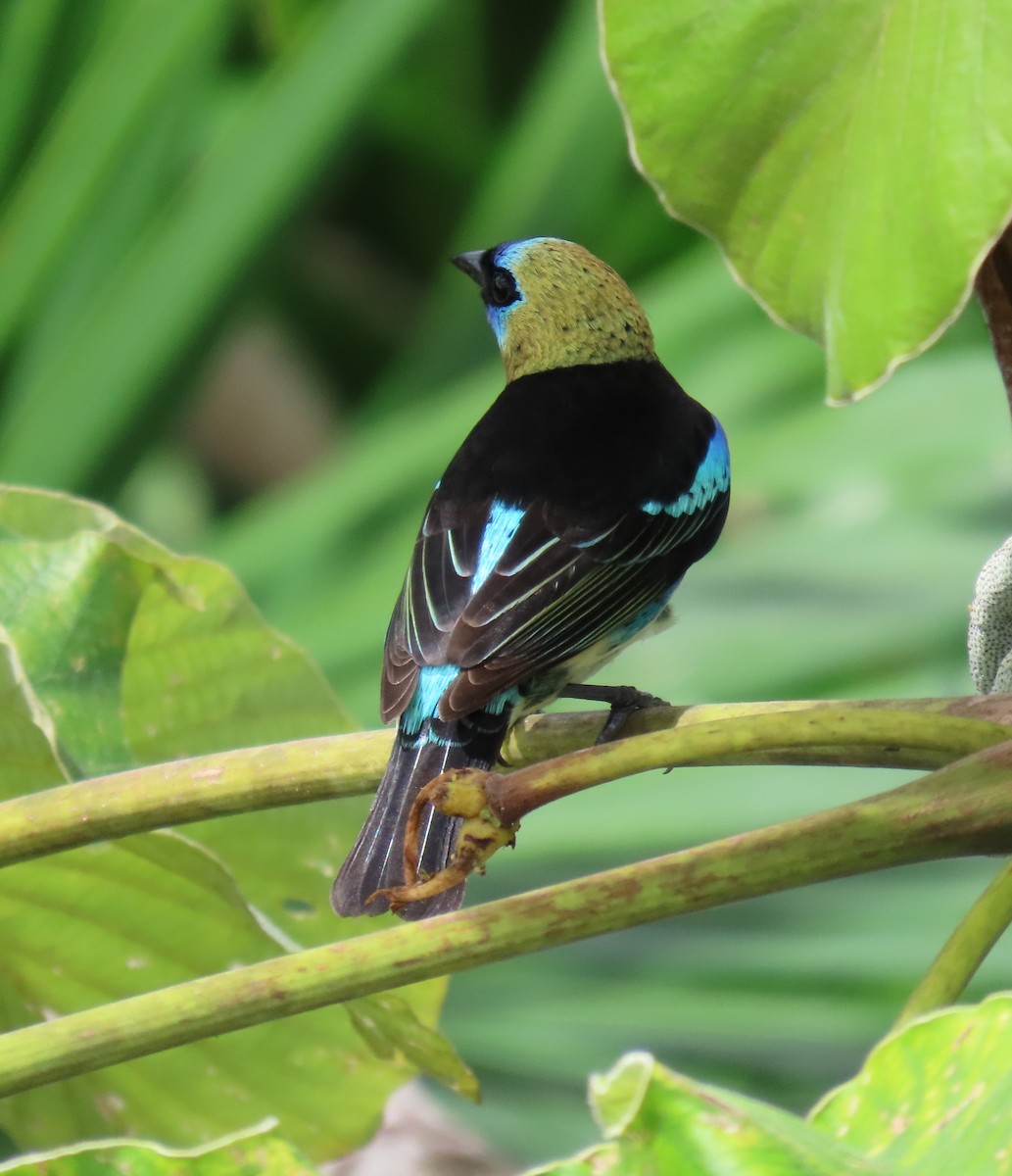 Golden-hooded Tanager - ML627656887