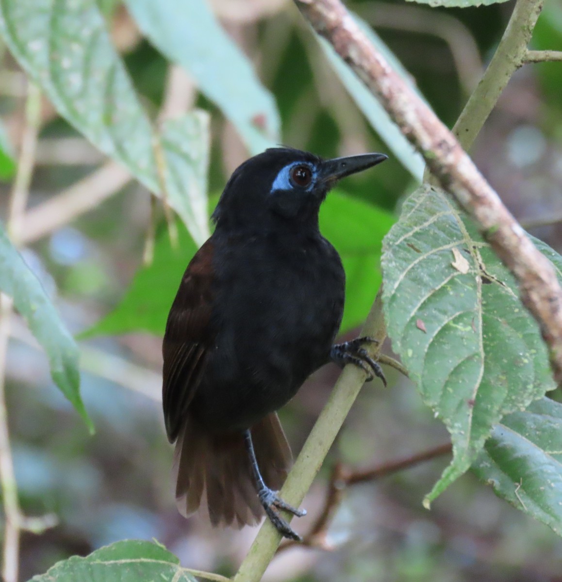 Chestnut-backed Antbird - ML627656888