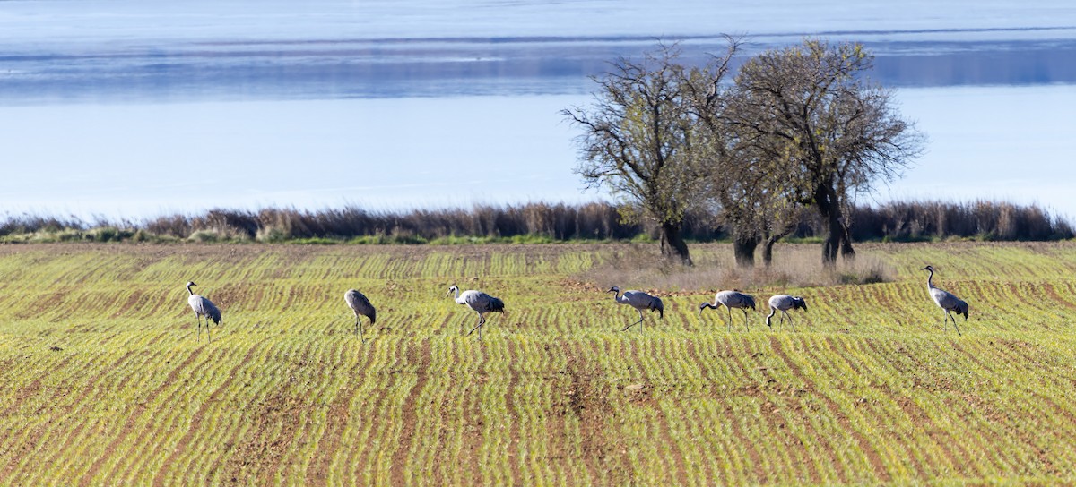 jeřáb popelavý - ML627656901