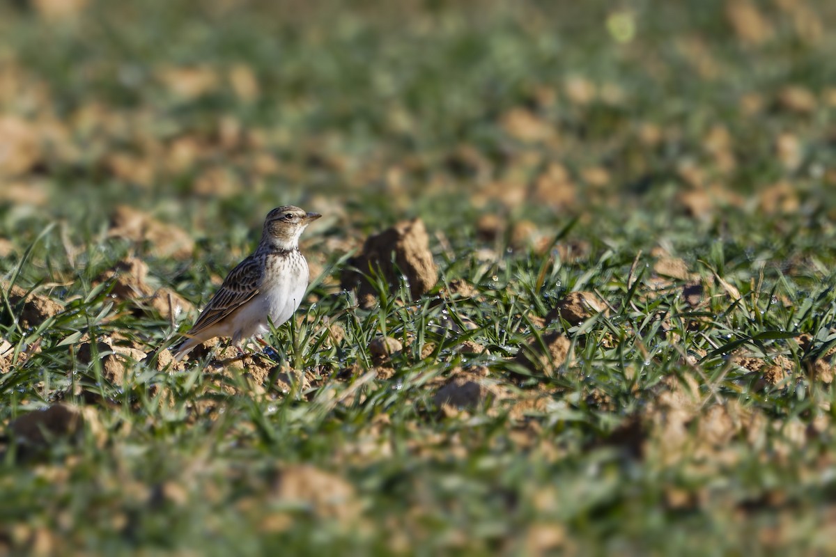 kalandra zpěvná - ML627656928