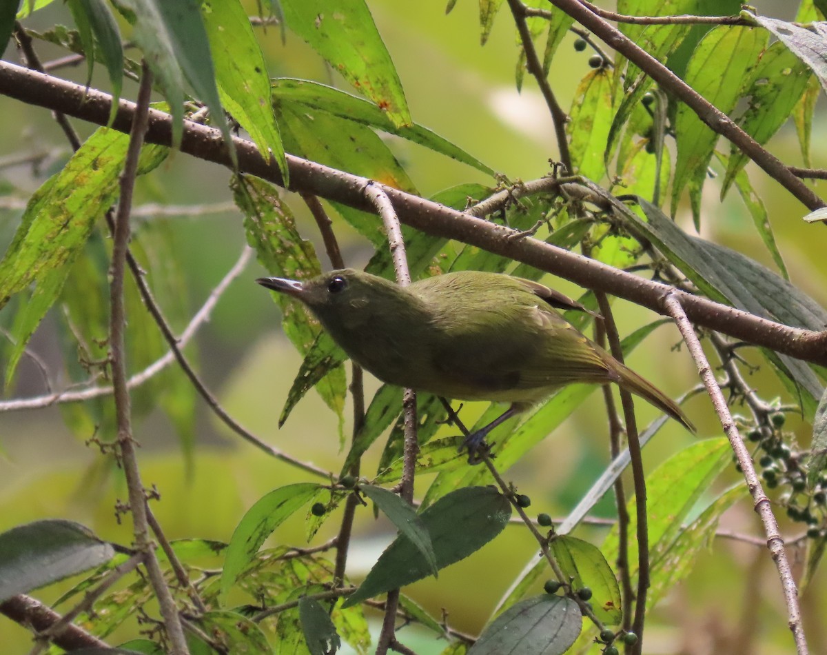 Ochre-bellied Flycatcher - ML627656944