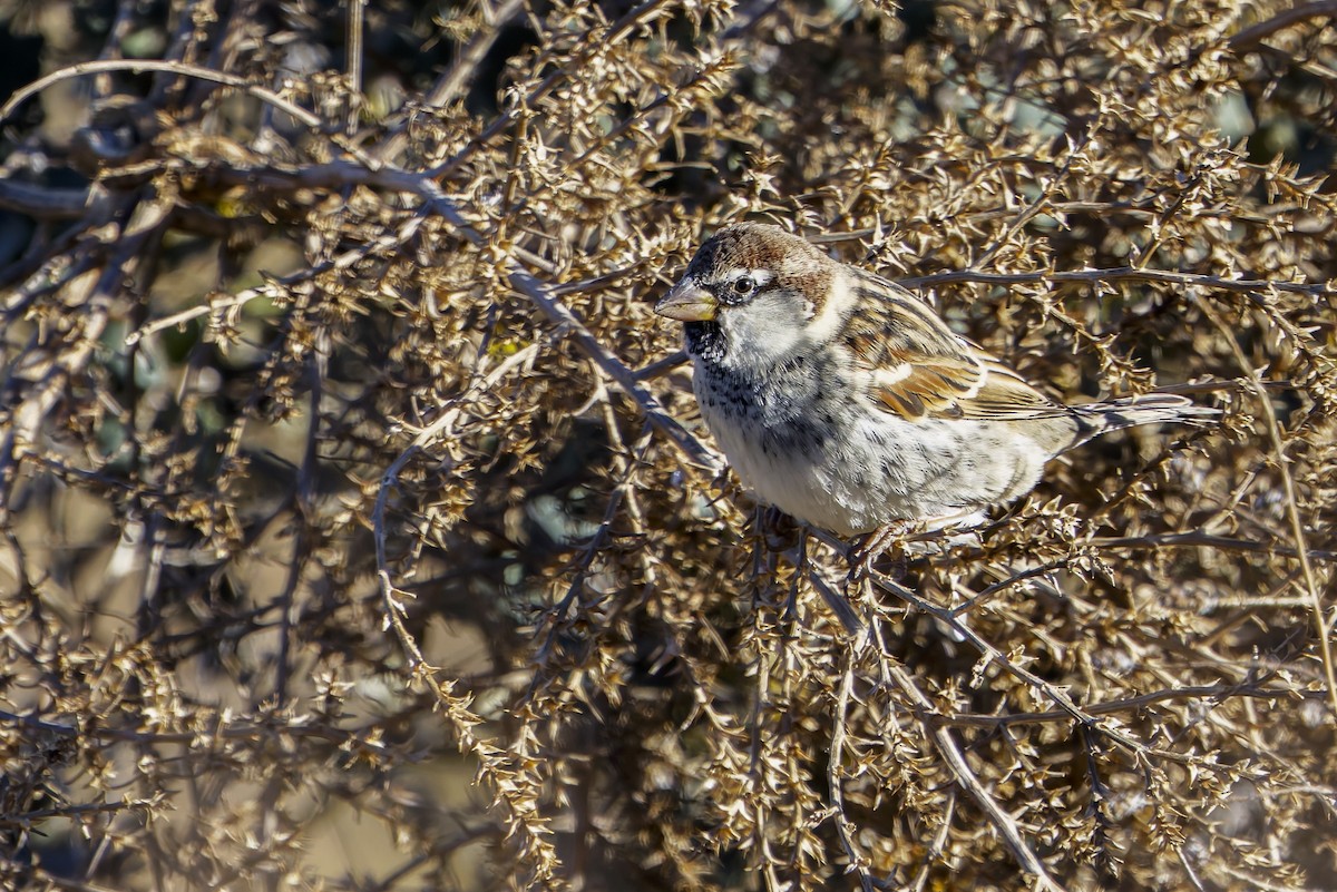 vrabec pokřovní - ML627656960