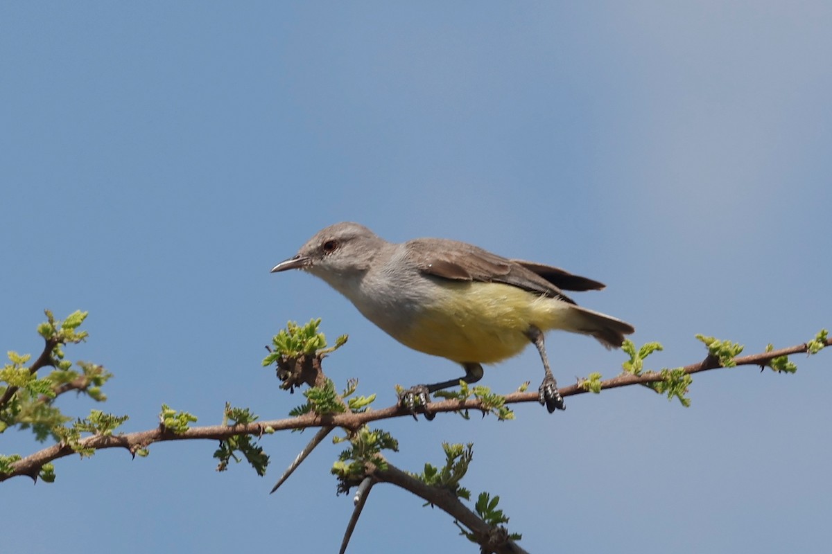 Yellow-bellied Eremomela - ML627657056