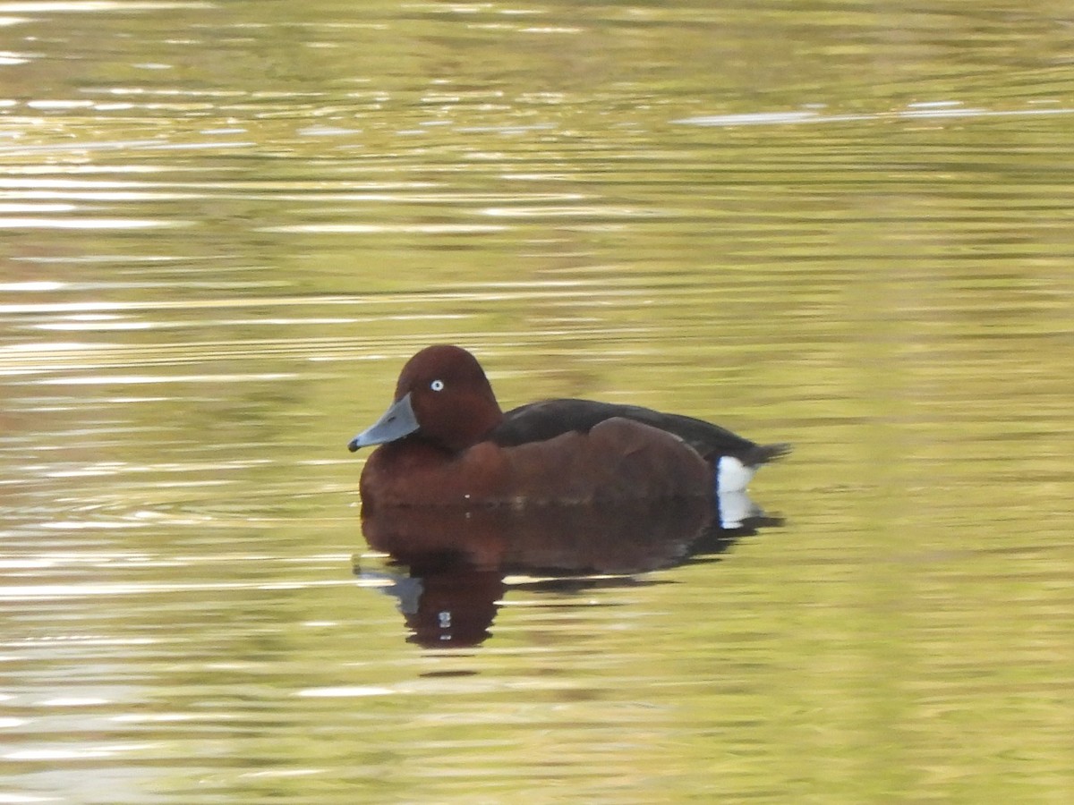 polák malý - ML627657145