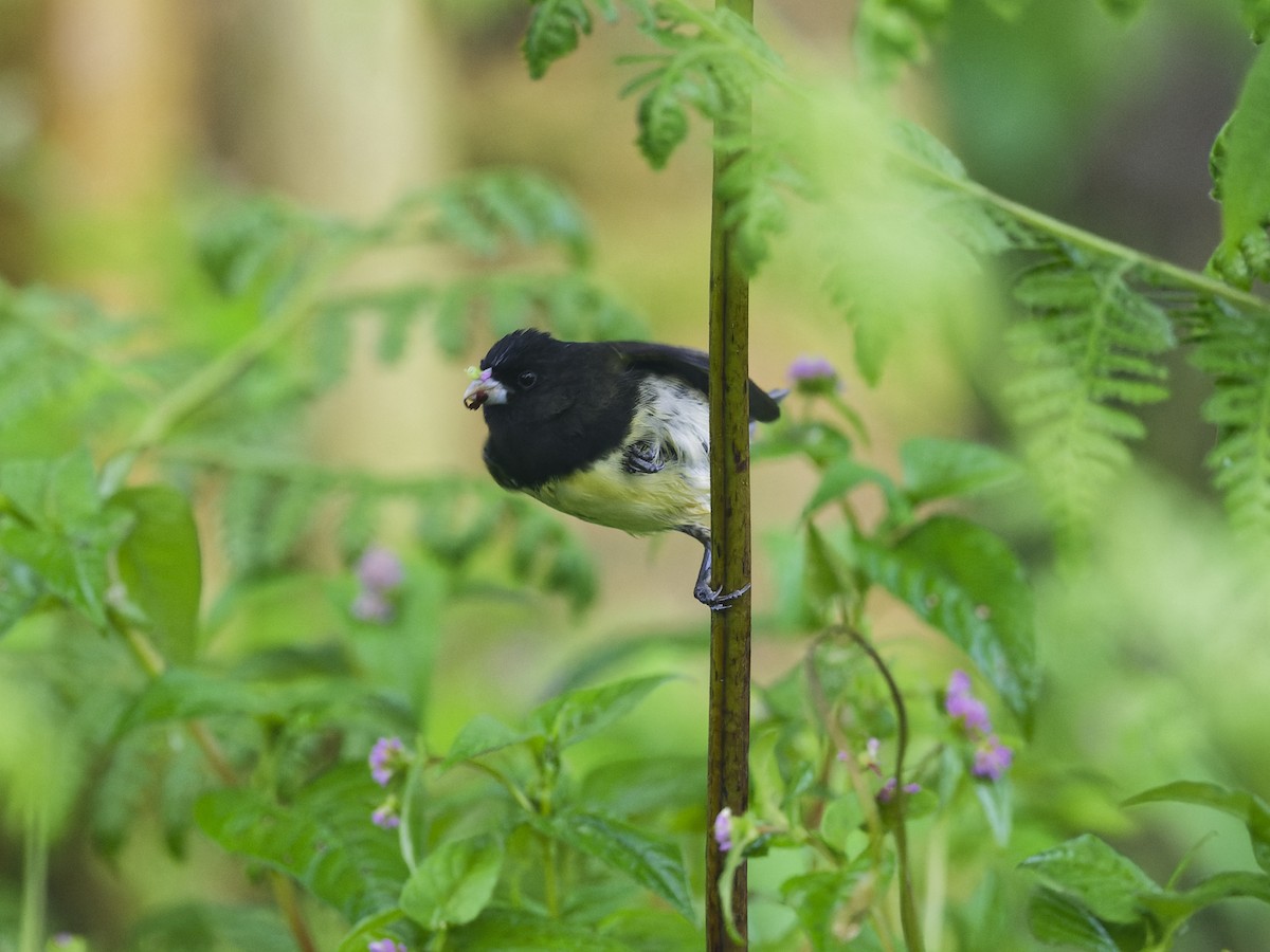 Yellow-bellied Seedeater - ML627657160