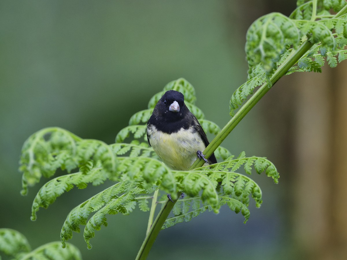 Yellow-bellied Seedeater - ML627657161