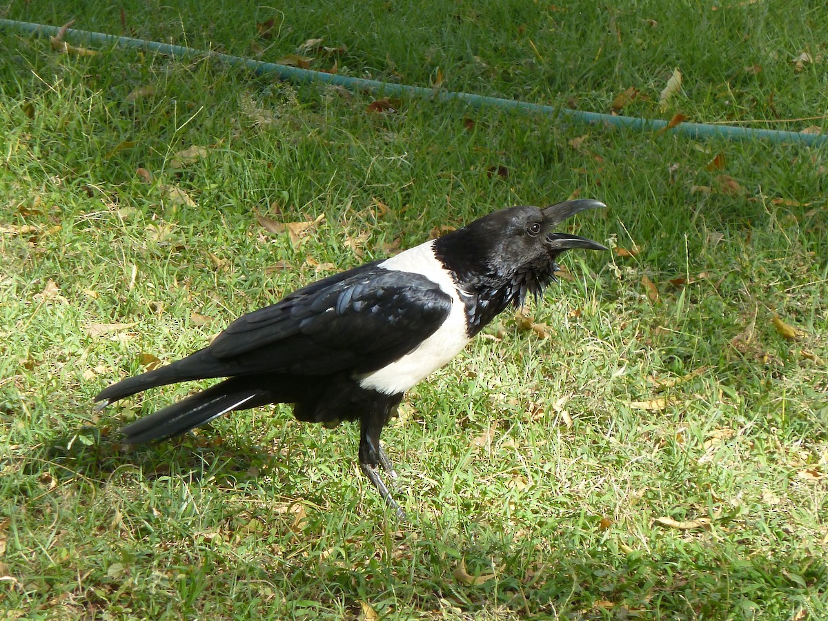 Corbeau pie - ML627657233