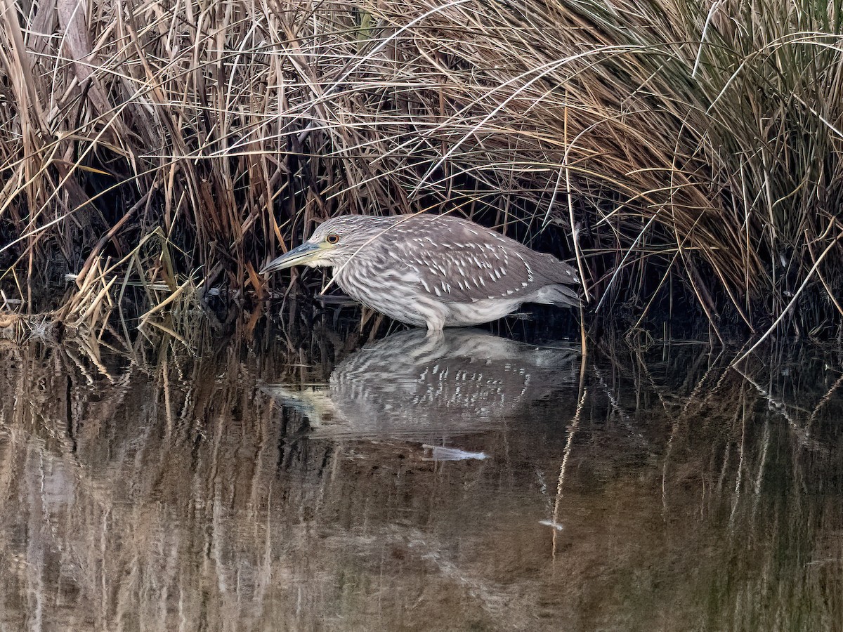 Black-crowned Night Heron - ML627657306