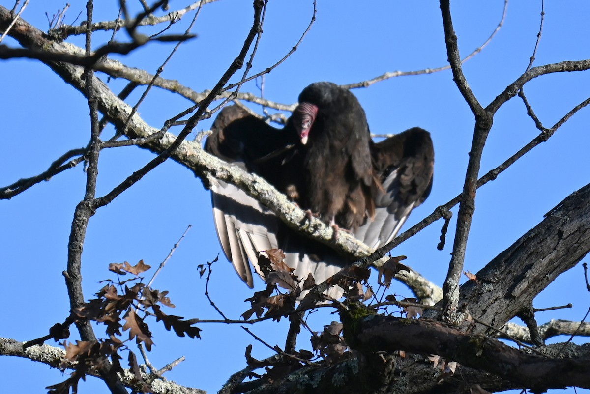 Turkey Vulture - ML627657322