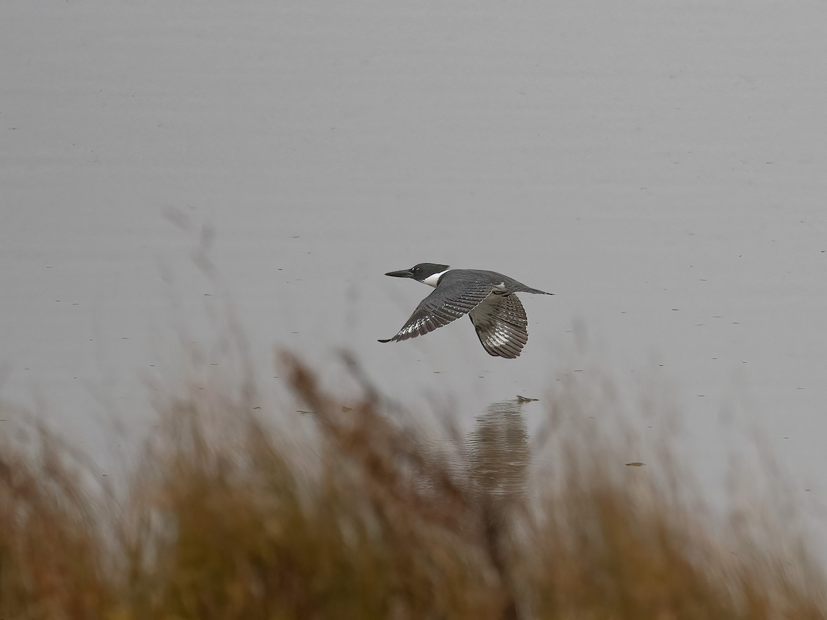 Belted Kingfisher - ML627657363