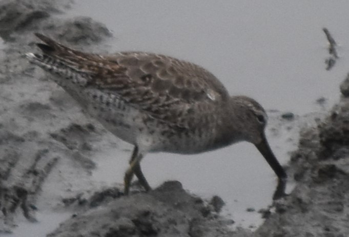 Short-billed Dowitcher - ML627657387