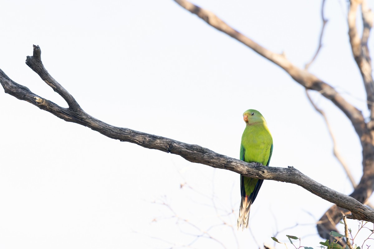 Superb Parrot - ML627657652