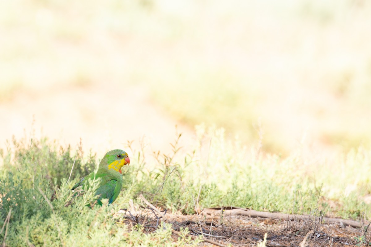 Superb Parrot - ML627657653