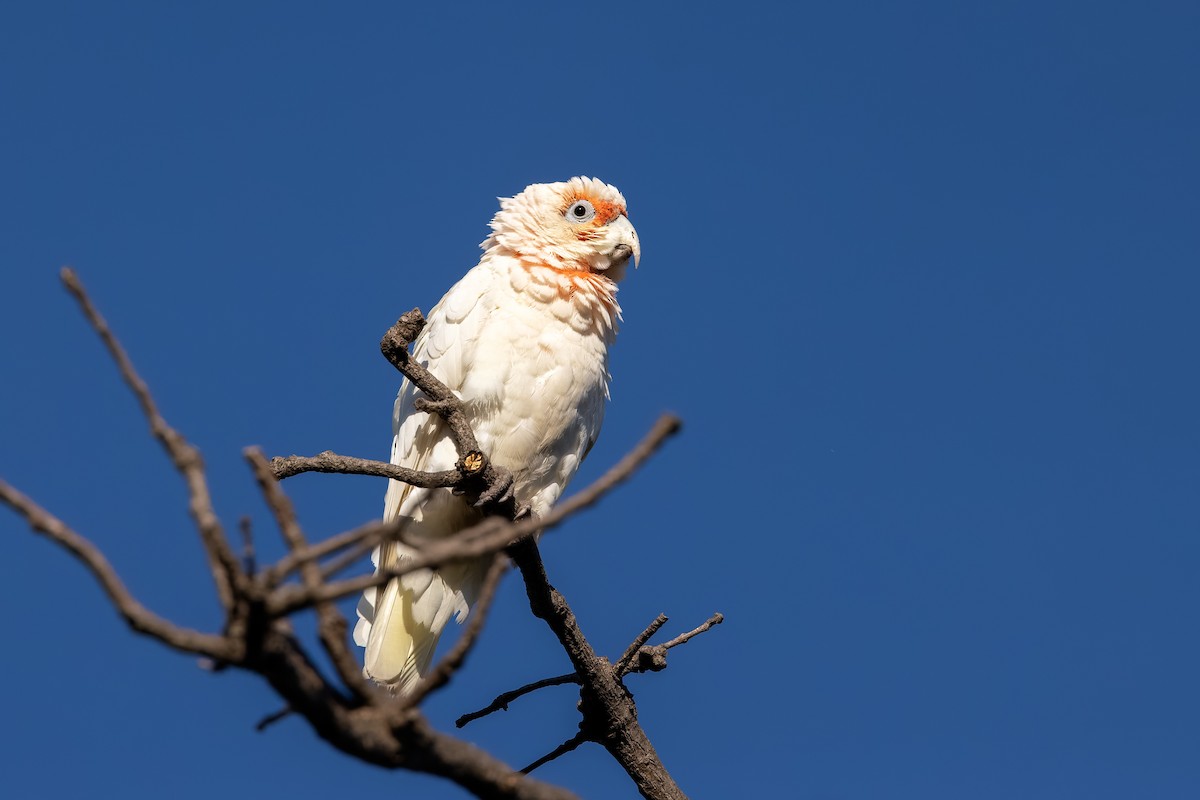 Long-billed Corella - ML627657813