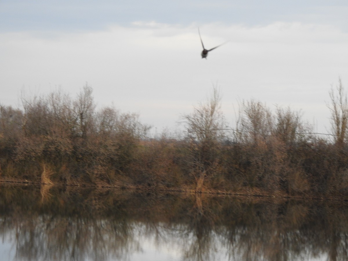 Barn Swallow - ML627657852