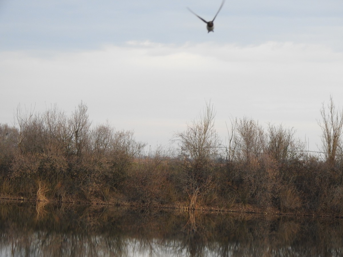 Barn Swallow - ML627657853