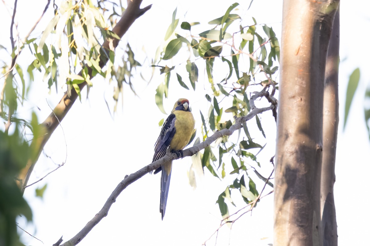 Crimson Rosella (Yellow) - ML627657870